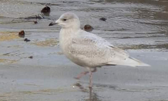 Gaviotapolar